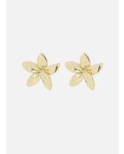 Oktober 2024 Goldohrringe, Kiefer