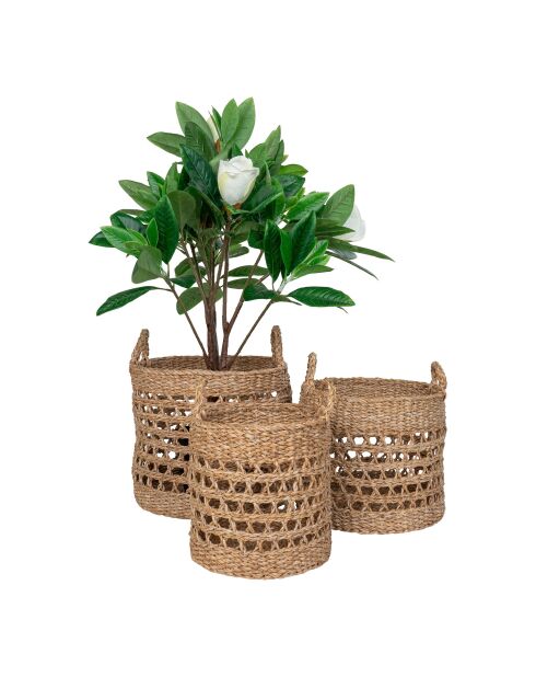 3 cestini in alghe naturali