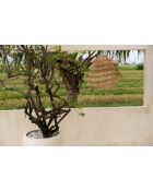 The Good Vibes Natural M Pendelleuchte, 55 x 55 x 55 cm