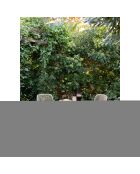 4 Esszimmerstühle Branson, stapelbar, Polypropylen, sandfarben, 55x465x82 cm