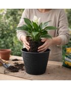 Juego de 2 fundas de plástico para macetas, jardín y plástico, efecto ratán, regaliz, diámetro 30 cm