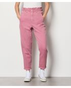 Plantas de orquídeas Dingo Gd