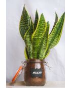 Barattolo per marmellata in vetro fatto in casa con coperchio a clip, trasparente, 750 ml — 10x13x14 cm