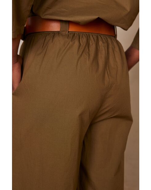 Plantas de olivo Berthie P Uni