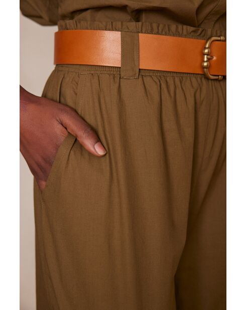 Plantas de olivo Berthie P Uni