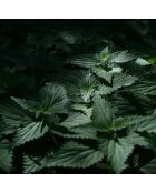 Après-shampoing pour la croissance des cheveux 250 ml