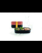 Lunchbox To Go korallenrot - 1L