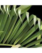 Panoramisch behang Guyana groen - 384x300 cm