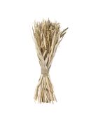 Bouquet plantes séchées Alpiste-Millet naturel - H60 cm