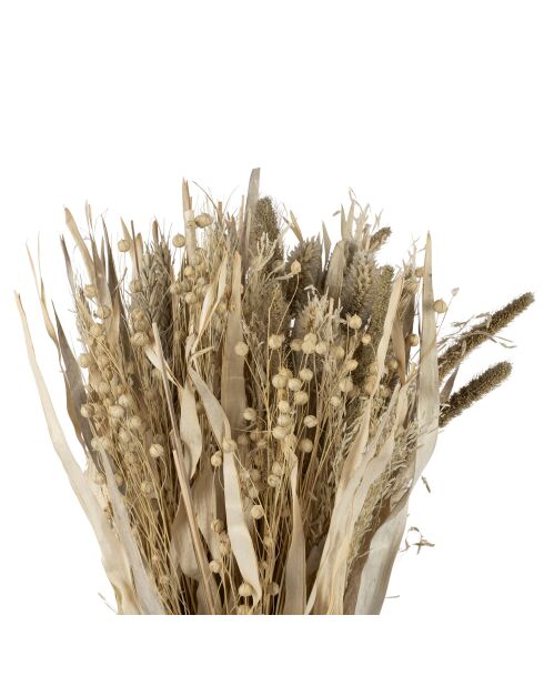 Bouquet plantes séchées Alpiste-Millet naturel - H60 cm