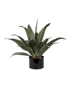 Pianta di agave verde - D42xH52 cm