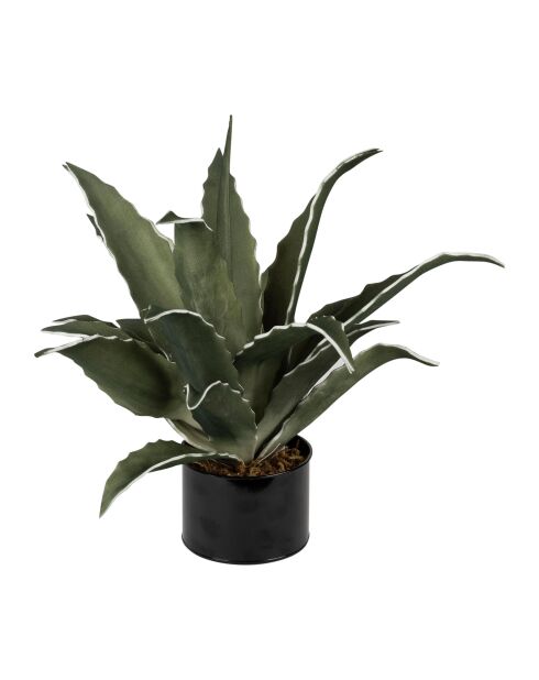 Plante Agave verte - D42xH52 cm