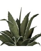 Pianta di agave verde - D42xH52 cm