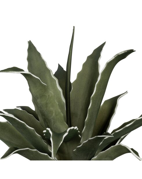 Plante Agave verte - D42xH52 cm