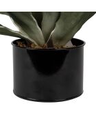 Pianta di agave verde - D42xH52 cm