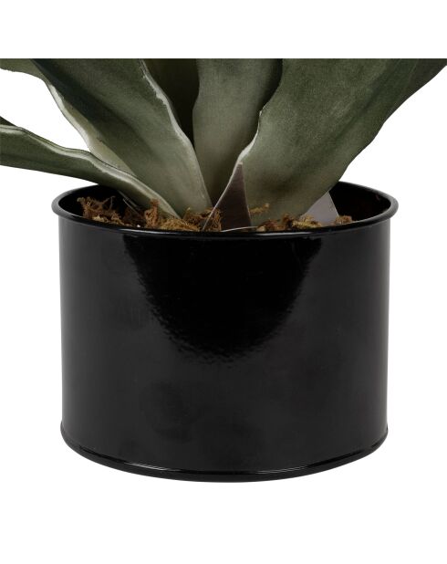 Plante Agave verte - D42xH52 cm