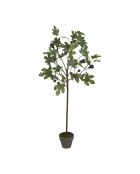 Pianta di fico verde - H120 cm