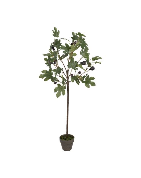 Plante Figuier verte - H120 cm