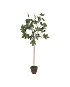 Pianta di fico verde - H120 cm