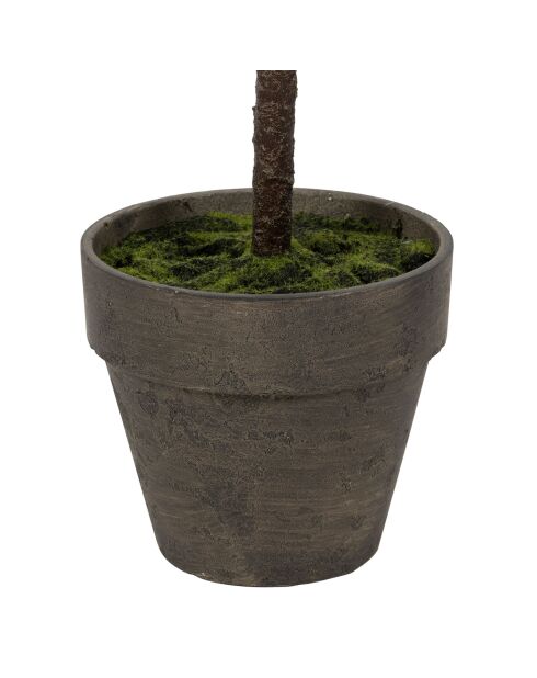 Plante Figuier verte - H120 cm