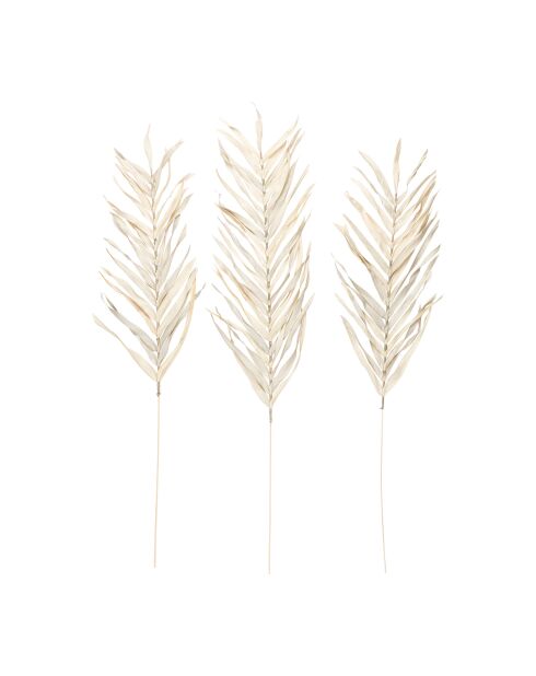 3 branchages plantes séchées Livistona blancs - H100 cm