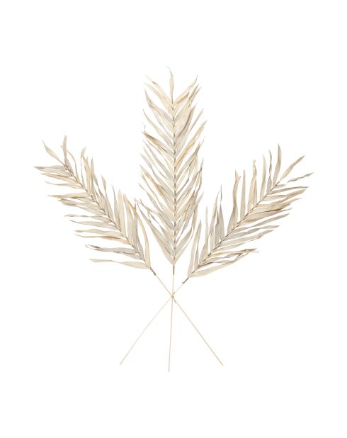 3 branchages plantes séchées Livistona blancs - H100 cm