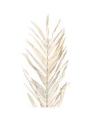 3 branchages plantes séchées Livistona blancs - H100 cm