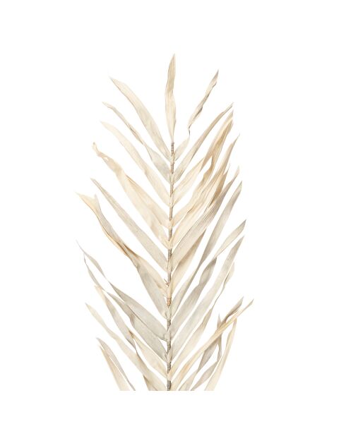 3 branchages plantes séchées Livistona blancs - H100 cm