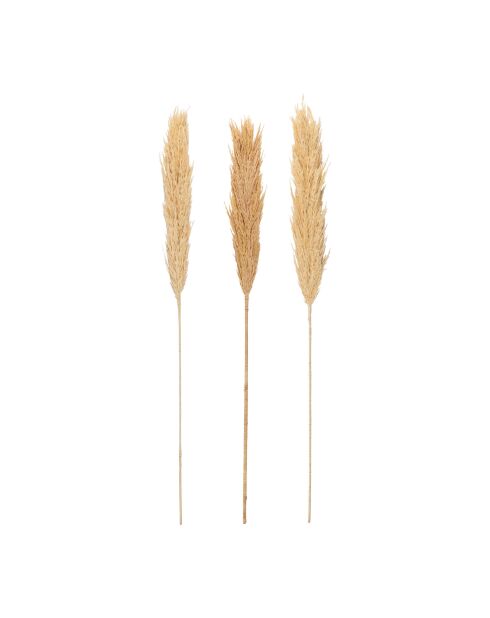 3 rami realizzati con piante essiccate naturali di Holcus - H100 cm
