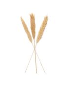 3 rami realizzati con piante essiccate naturali di Holcus - H100 cm