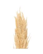 3 rami realizzati con piante essiccate naturali di Holcus - H100 cm