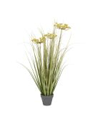 Pianta verde/gialla Cyperus Alter - H78 cm