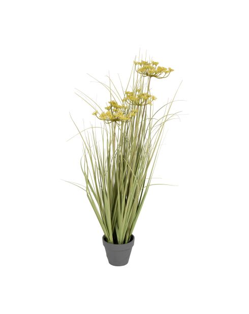 Plante Cyperus Alter verte/jaune - H78 cm