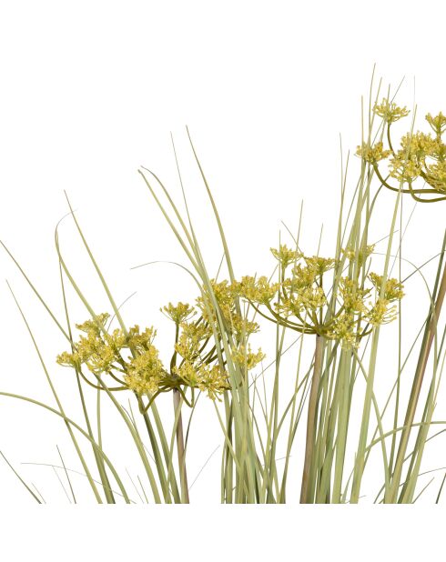 Plante Cyperus Alter verte/jaune - H78 cm