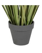 Pianta verde/gialla Cyperus Alter - H78 cm