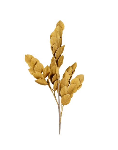 Senape Rowan ramificata - H80 cm
