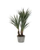 Plante Yucca vert foncé - H53 cm