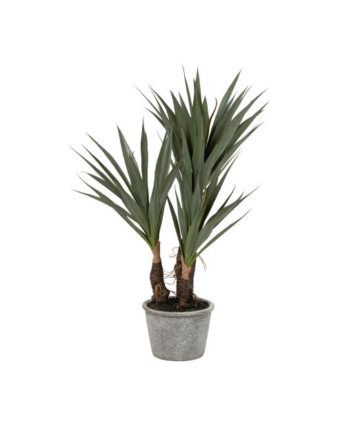 Plante Yucca vert foncé - H53 cm
