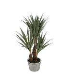 Plante Yucca vert foncé - H53 cm