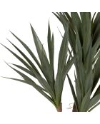 Plante Yucca vert foncé - H53 cm