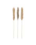3 rami in piante essiccate di colore marrone Holcus - H100 cm
