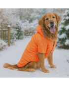 Felpa arancione per cani Orangecoat 5XL