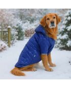 Bluecoat 7XL blauwe hondenhoodie