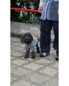 Impermeabile trasparente per cani Seffaf L