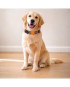 Spirit XS Hundehalsband mehrfarbig