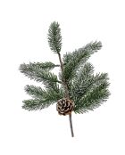 Branche de pin verte
