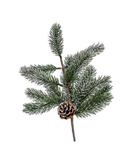 Branche de pin verte